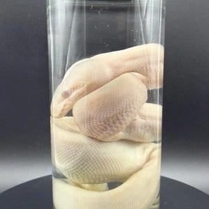 Peut inclure: Un serpent p&acirc;le, de couleur blanc cass&eacute;, conserv&eacute; et enroul&eacute; &agrave; l'int&eacute;rieur d'un bocal en verre cylindrique transparent rempli de liquide. Le serpent pr&eacute;sente des &eacute;cailles visibles et une apparence lisse, positionn&eacute; verticalement.