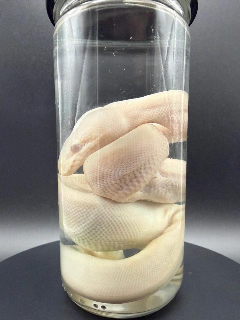 Peut inclure: Un serpent p&acirc;le, de couleur blanc cass&eacute;, conserv&eacute; et enroul&eacute; &agrave; l'int&eacute;rieur d'un bocal en verre cylindrique transparent rempli de liquide. Le serpent pr&eacute;sente des &eacute;cailles visibles et une apparence lisse, positionn&eacute; verticalement.