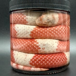 Albino Milksnake Wet Specimen
