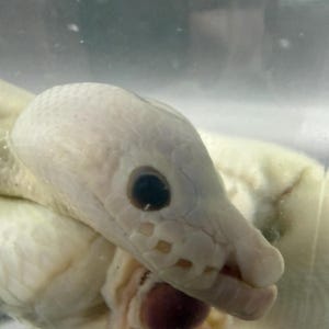 May include: Close-up of a white snake's head with a dark eye and a partially open mouth. The snake's scales are visible, and a reddish-brown object is in its mouth. The background is a blurry, light-colored environment.