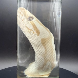 Ball Python Head Wet Specimen