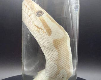 Ball Python Head Wet Specimen