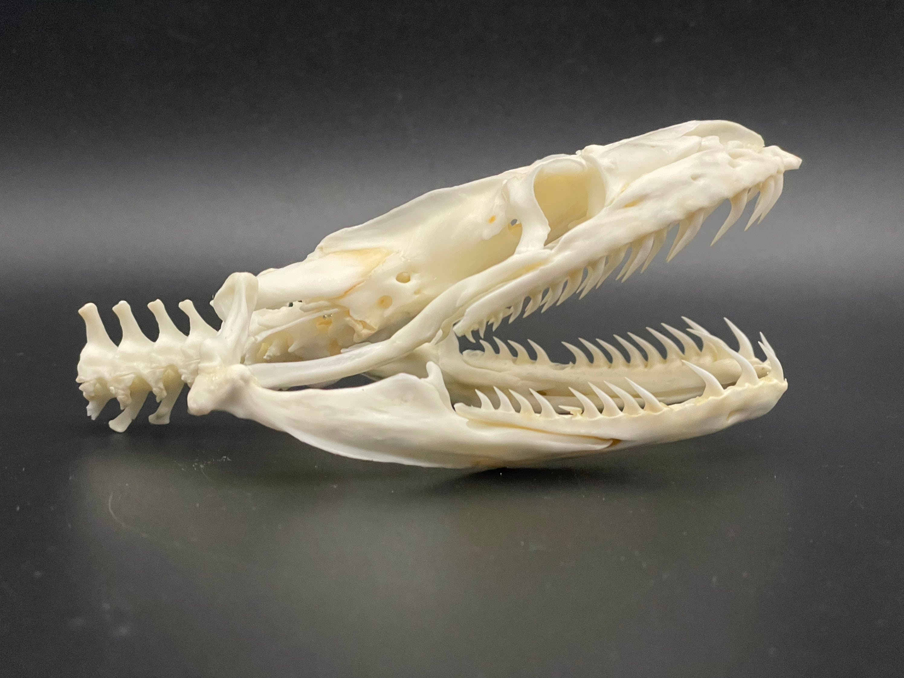 Burmese Python Teeth