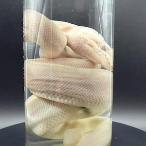 Peut inclure: Un sp&eacute;cimen de serpent p&acirc;le, blanc cass&eacute;, conserv&eacute; et enroul&eacute; &agrave; l'int&eacute;rieur d'un bocal en verre cylindrique transparent rempli de liquide. Les &eacute;cailles du serpent sont visibles &agrave; travers le verre, r&eacute;v&eacute;lant une texture sur le corps et la t&ecirc;te.
