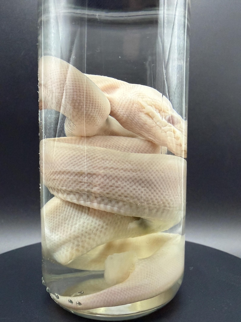 Peut inclure: Un sp&eacute;cimen de serpent p&acirc;le, blanc cass&eacute;, conserv&eacute; et enroul&eacute; &agrave; l'int&eacute;rieur d'un bocal en verre cylindrique transparent rempli de liquide. Les &eacute;cailles du serpent sont visibles &agrave; travers le verre, r&eacute;v&eacute;lant une texture sur le corps et la t&ecirc;te.