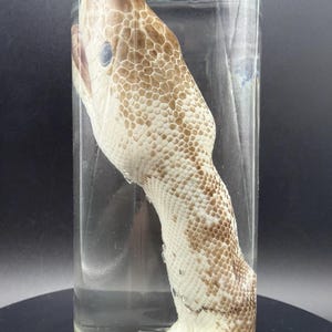 Ball Python Head Wet Specimen
