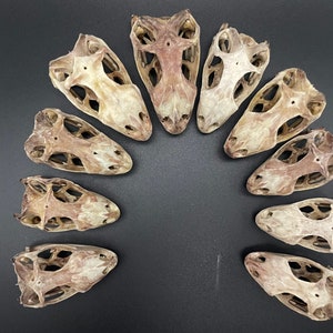 10 pack green iguana skulls