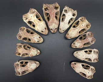 10 pack green iguana skulls