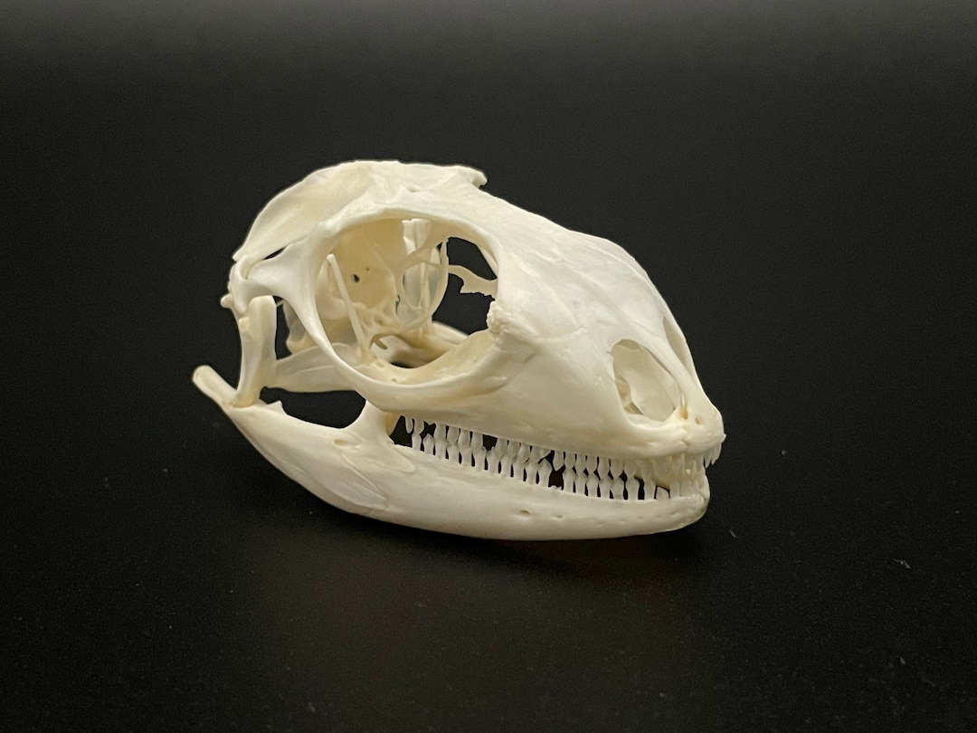 Green iguana skull 2”-2 1/2”