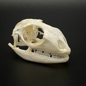 Green iguana skull 2”