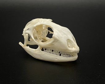 Green iguana skull 2”