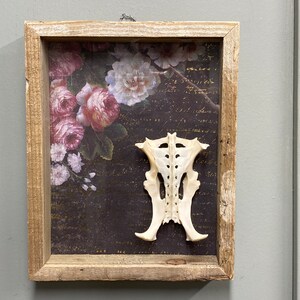 Armadillo Pelvis Shadowbox