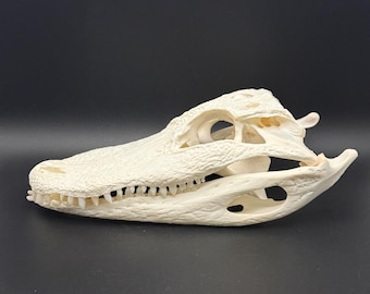 Alligator skull 10.5 inches