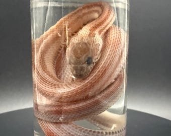 Spécimen humide de serpent des blés