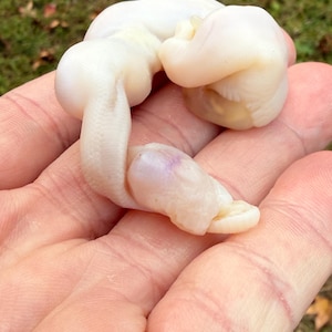 May include: A close-up of a white, organic-shaped object with a textured surface. The object has a bulbous form with a slight purple hue on one end. The object is held in a person's hand.