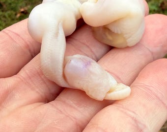 Pathological Ball Python Hatchling Wet Specimen