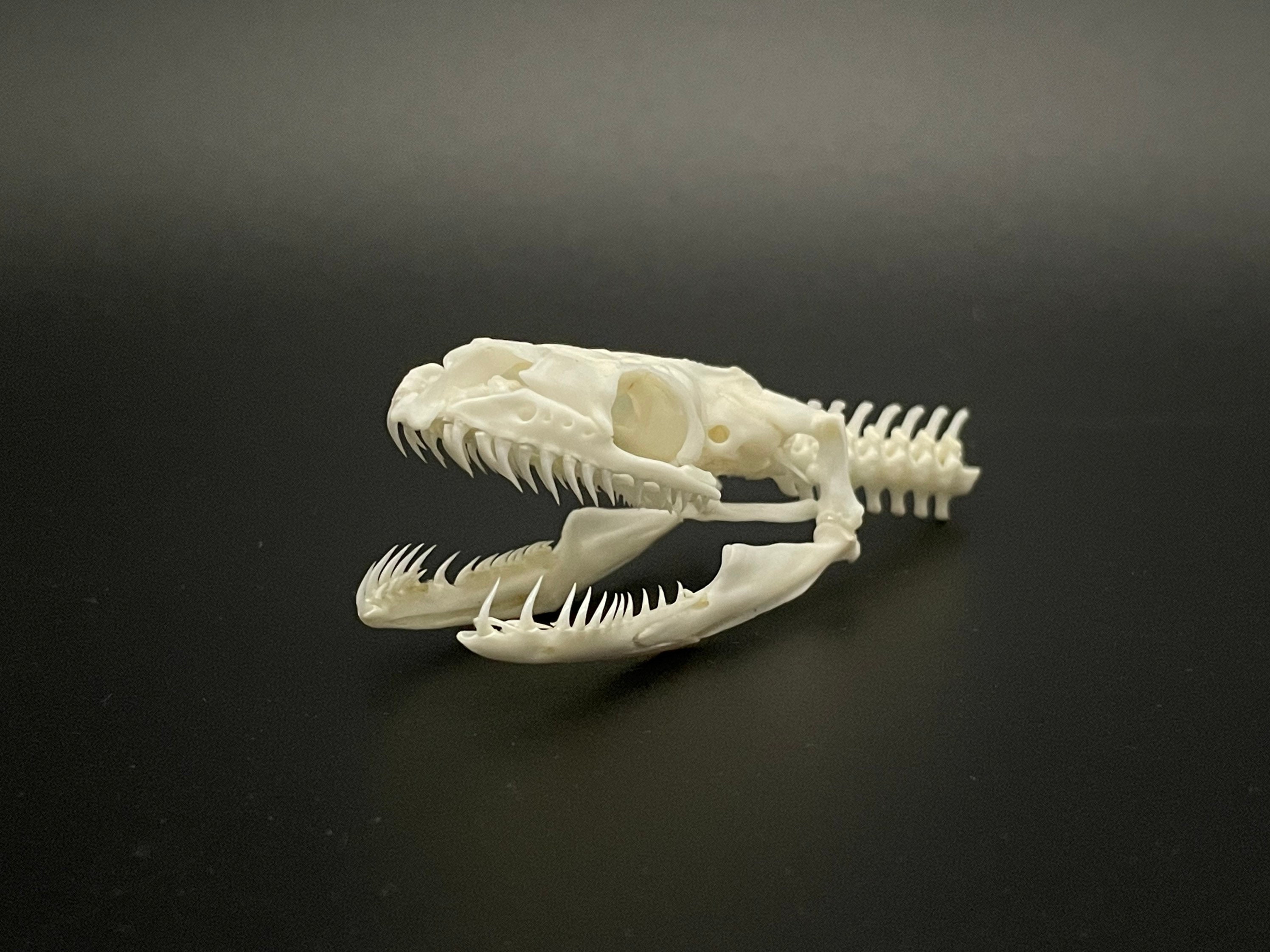 Ball Python Skeleton
