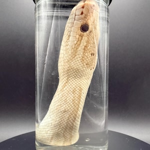 Ball Python Head Wet Specimen