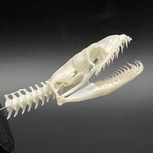Peut inclure: Un cr&acirc;ne de serpent blanc cass&eacute;, avec des dents pointues et une colonne vert&eacute;brale d&eacute;taill&eacute;e. Le cr&acirc;ne est mont&eacute; sur une base noire, mettant en valeur la structure osseuse sur un fond sombre. Pour l'&eacute;ducation ou la d&eacute;coration.