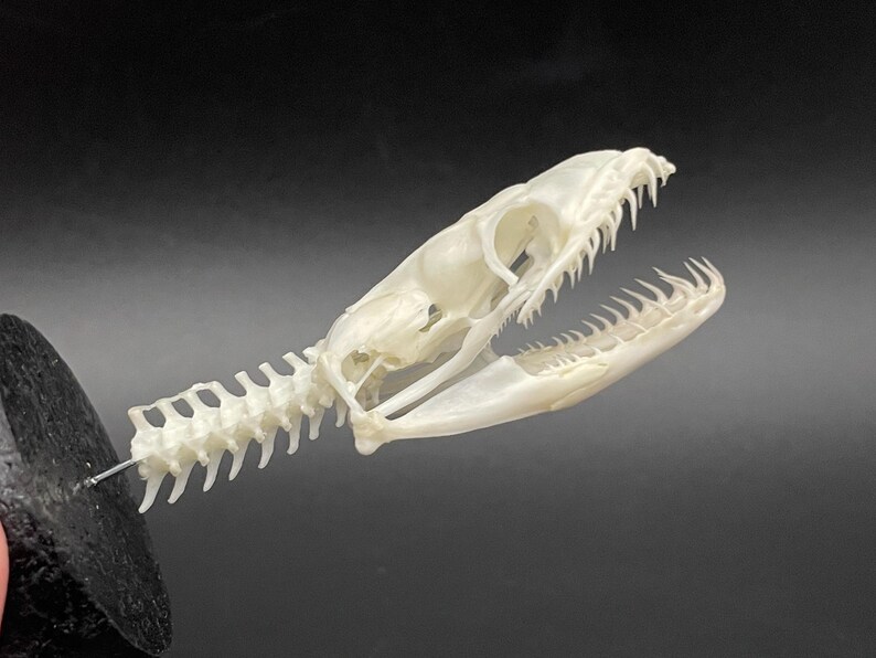 Peut inclure: Un cr&acirc;ne de serpent blanc cass&eacute;, avec des dents pointues et une colonne vert&eacute;brale d&eacute;taill&eacute;e. Le cr&acirc;ne est mont&eacute; sur une base noire, mettant en valeur la structure osseuse sur un fond sombre. Pour l'&eacute;ducation ou la d&eacute;coration.