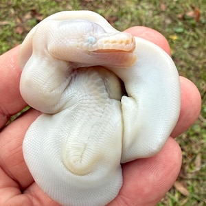 Pathological Ball Python Hatchling Wet Specimen