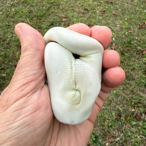 May include: A coiled, pale-colored snake is held in a person's hand. The snake's scales are visible, and its body is a creamy white color. The background is a blurred view of green grass.