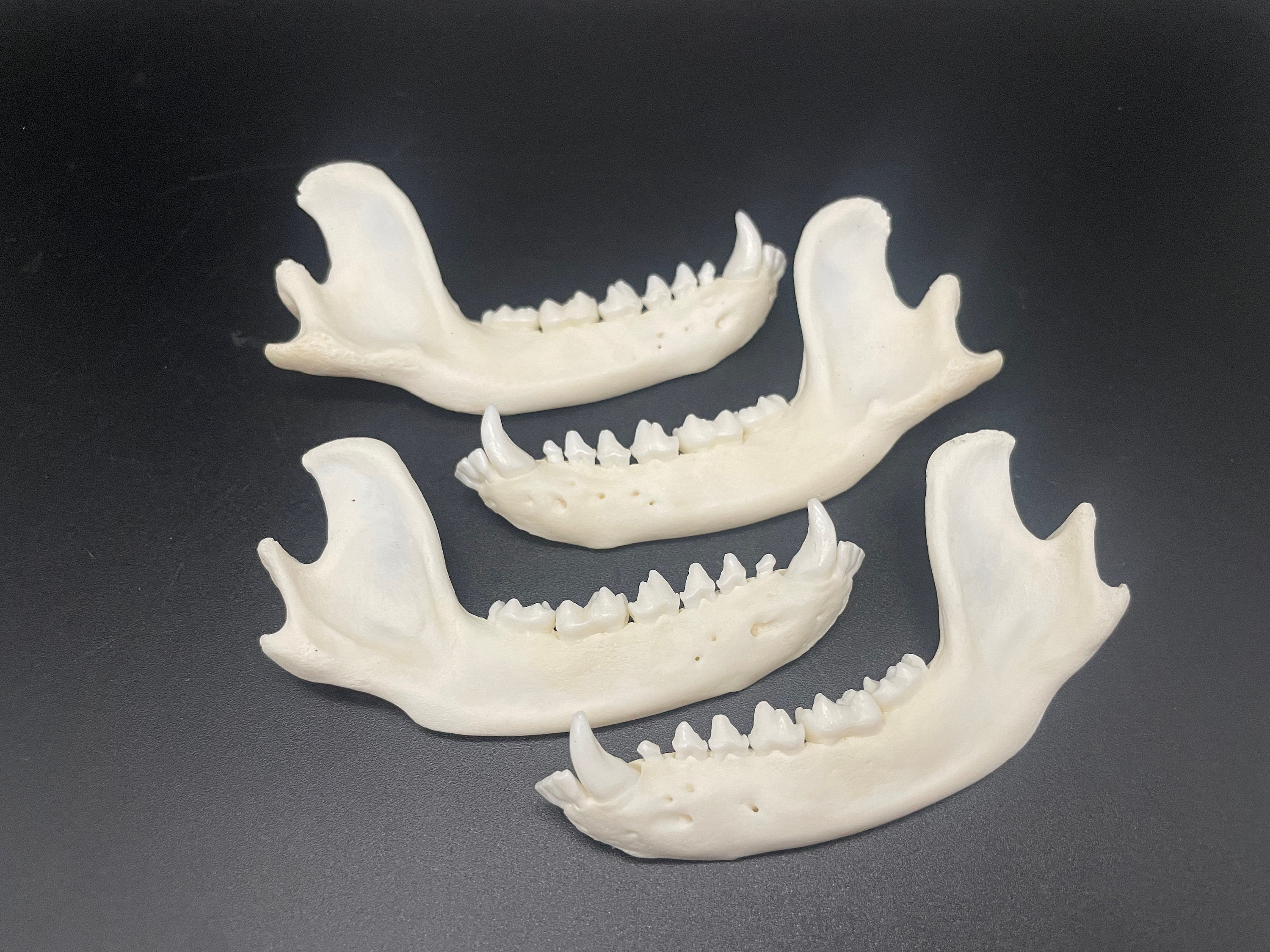 Raccoon jawbones x4