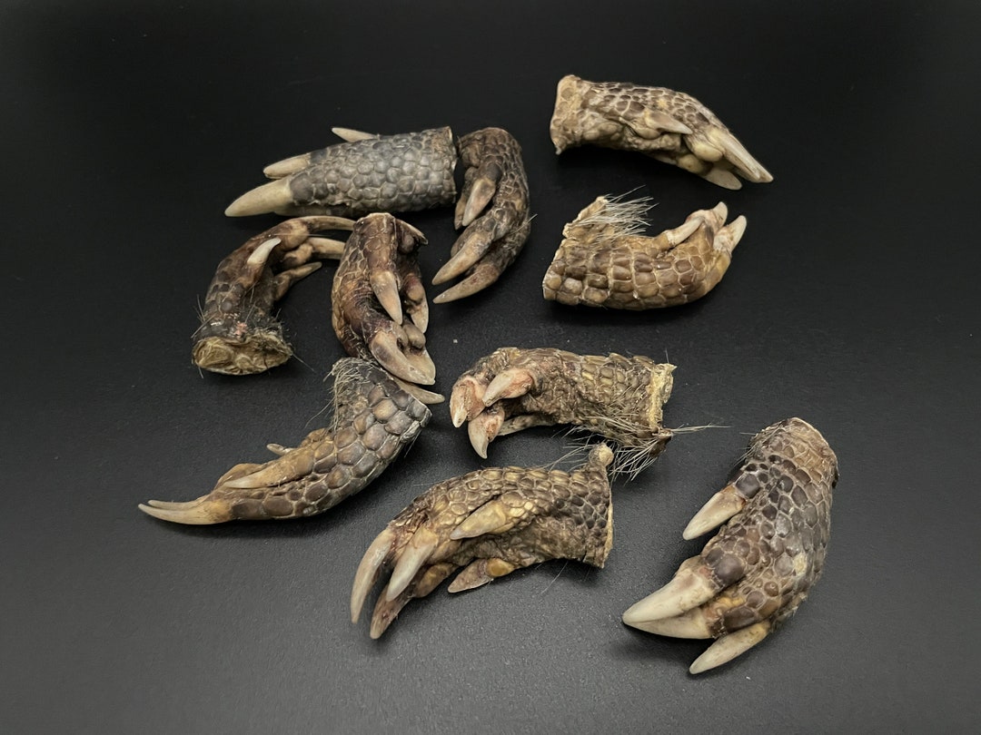 10 Mummified Armadillo Feet Etsy