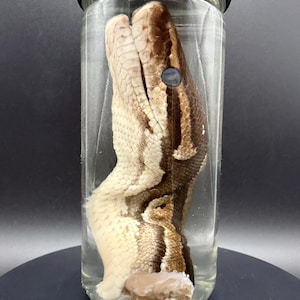 Ball Python Head Wet Specimen