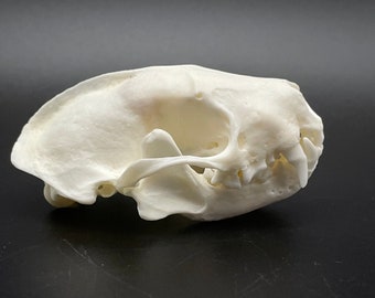 Skunk skull
