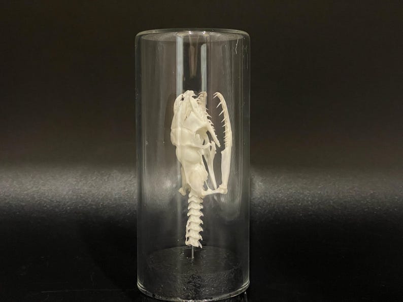 Peut inclure: Squelette de serpent conserv&eacute; dans un cylindre de verre transparent. Le squelette blanc cass&eacute; est centr&eacute; dans le verre, montrant le cr&acirc;ne, la colonne vert&eacute;brale et la structure des c&ocirc;tes. Le cylindre de verre est pos&eacute; sur un fond sombre.