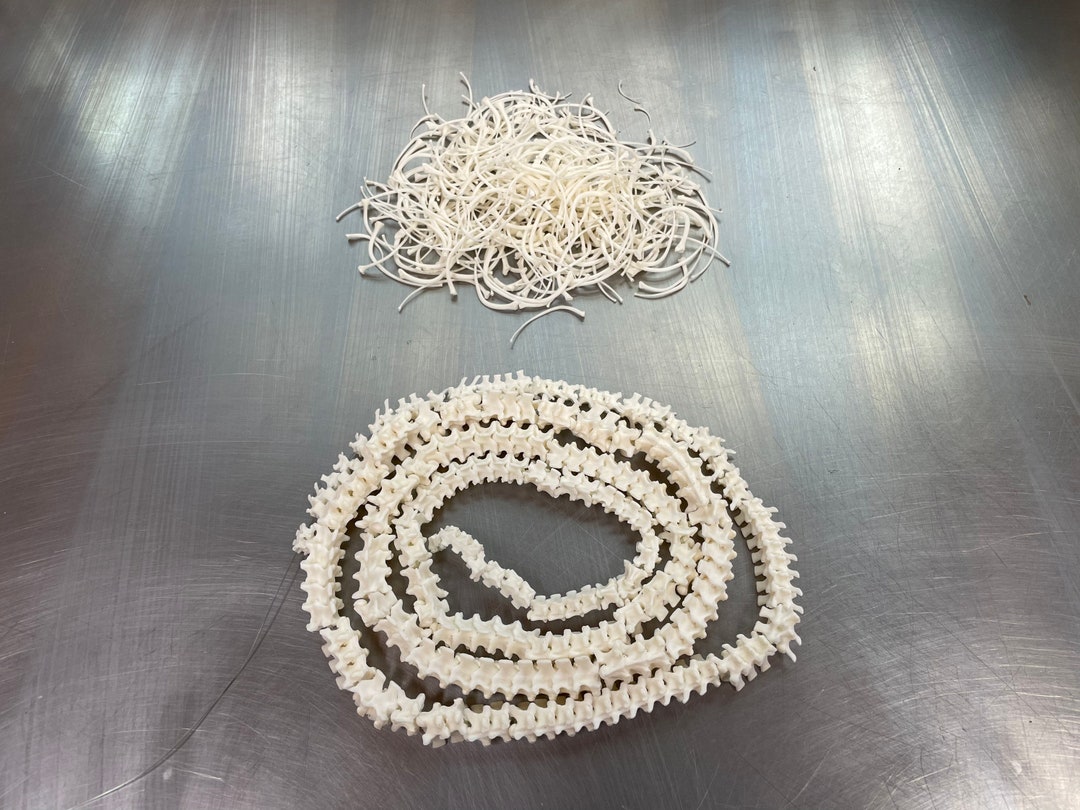 Snake Vertebrae and Ribs 52 Ball Python - Etsy