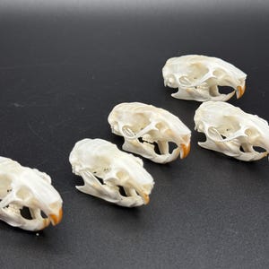 5 Rat Skulls