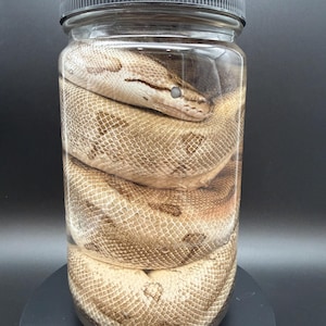 May include: A preserved snake coiled inside a clear glass jar with a black lid. The snake has a tan and brown patterned skin. The jar is filled with a clear liquid. The jar is sitting on a black surface.