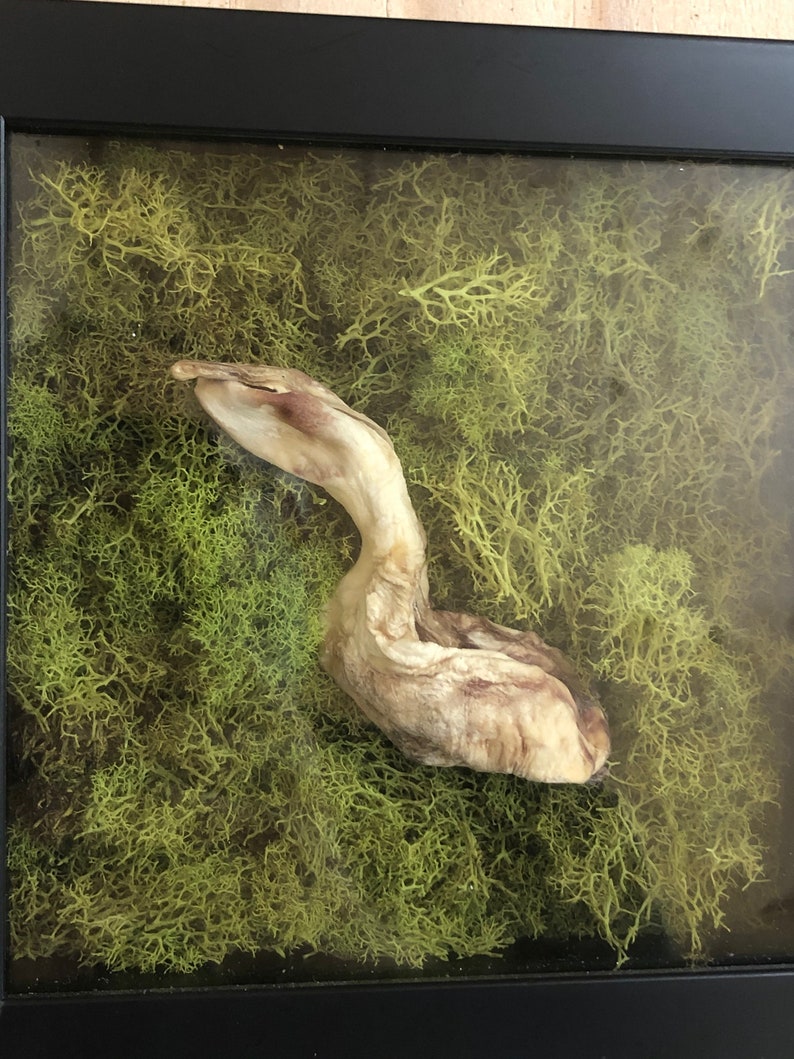 Alligator phallus display