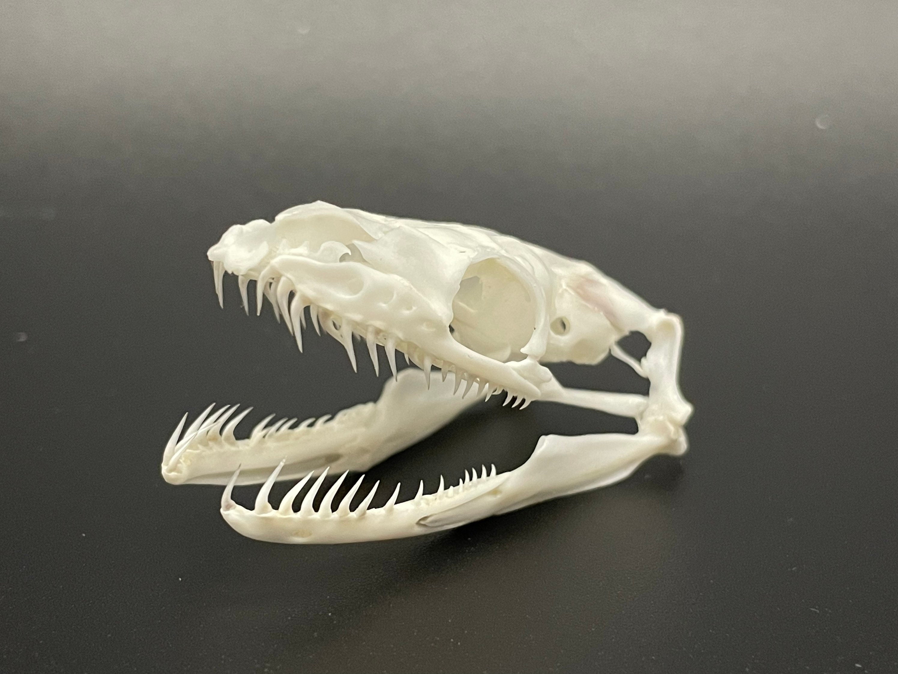 Ball Python Skeleton