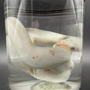 May include: A white snake preserved in a clear glass jar with a black lid. The snake is coiled inside the jar, and the liquid is clear. The snake has a few small reddish-brown spots on its body.