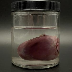 Raccoon heart wet specimen