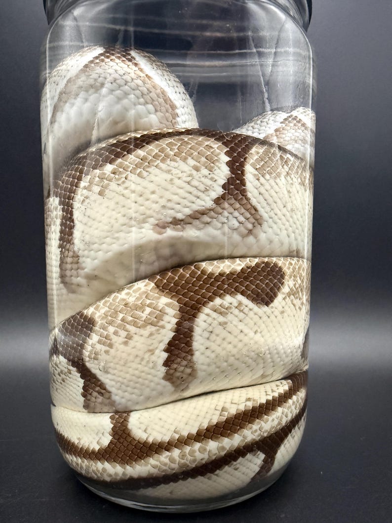 K&ouml;nnte beinhalten: Eine K&ouml;nigspython-Schlange, die sich in einem durchsichtigen Glasgef&auml;&szlig; windet. Die Schlange hat ein Muster aus braunen und cremefarbenen Schuppen. Das Glas ist mit einem schwarzen Deckel verschlossen, und der Hintergrund ist dunkel.