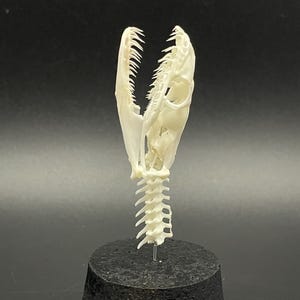 Peut inclure: Un cr&acirc;ne de serpent blanc cass&eacute;, avec des dents visibles et une colonne vert&eacute;brale. Le cr&acirc;ne est mont&eacute; sur une base noire, sur fond sombre, mettant en valeur la structure osseuse.