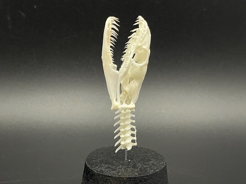 Peut inclure: Un cr&acirc;ne de serpent blanc cass&eacute;, avec des dents visibles et une colonne vert&eacute;brale. Le cr&acirc;ne est mont&eacute; sur une base noire, sur fond sombre, mettant en valeur la structure osseuse.