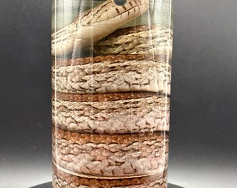 Spécimen humide de serpent des blés