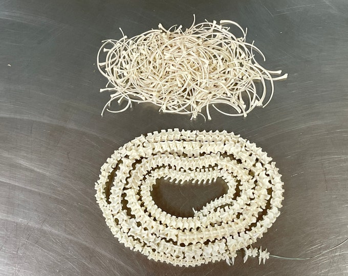 Snake Vertebrae and Ribs 49” Ball Python - Etsy