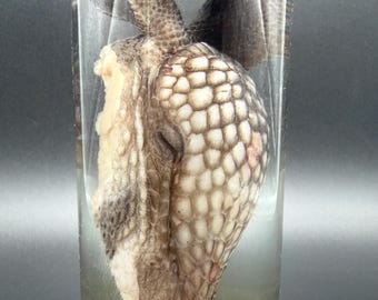 Spécimen humide de tête de tatou