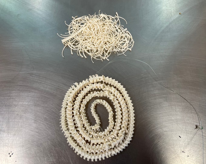 Snake Vertebrae and Ribs 42 Ball Python - Etsy