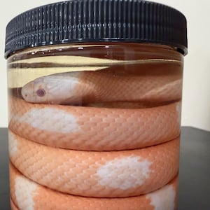 May include: A clear cylindrical plastic jar with a black ribbed screw-top lid containing a preserved light orange and white snake coiled inside a clear liquid. The snake has visible scales and a pale head positioned near the top of the container.