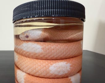 Albino Milksnake Wet Specimen