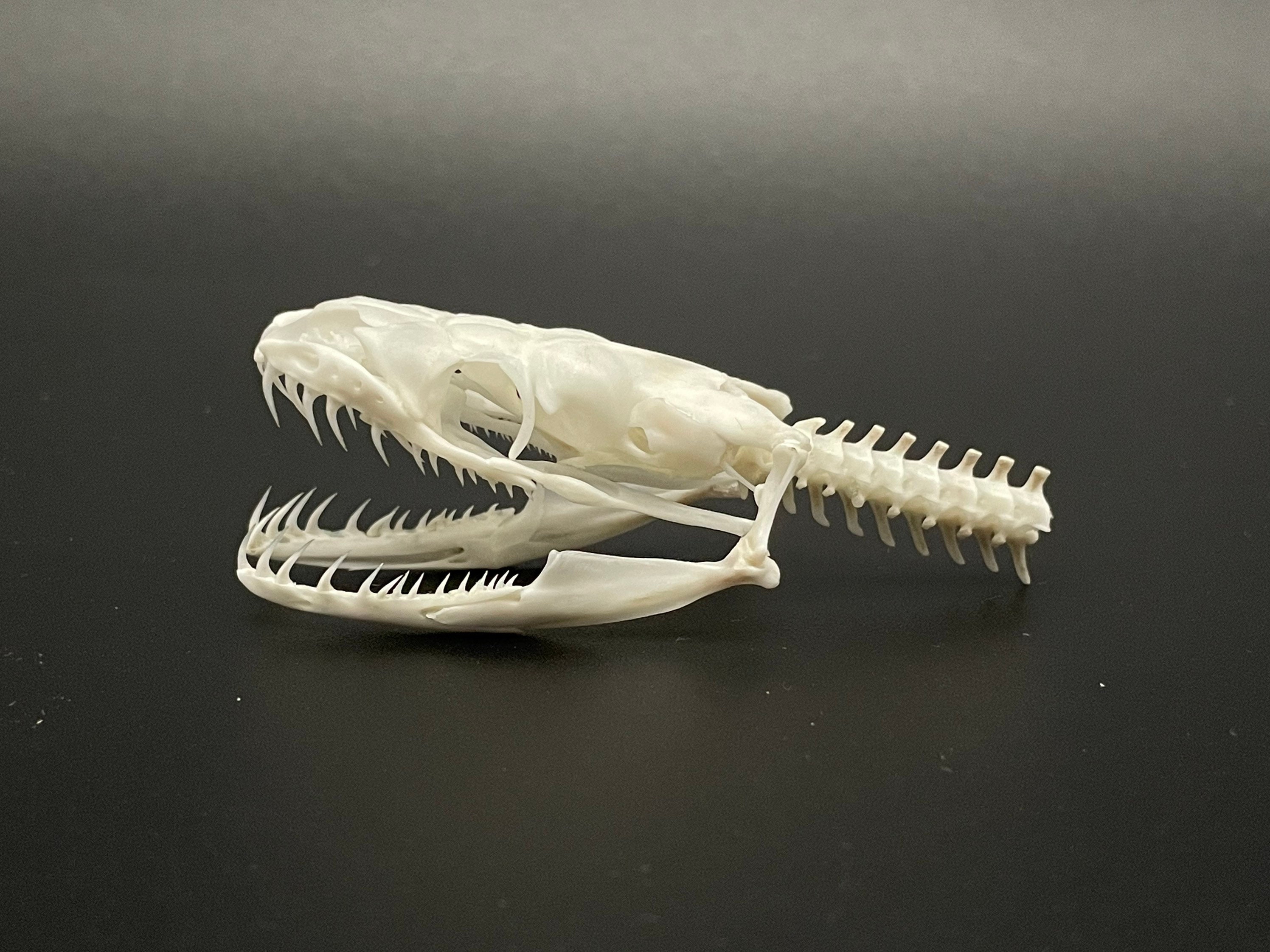 Python Skull