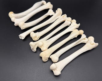 Raccoon long bones x10