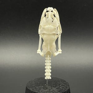Peut inclure: Un cr&acirc;ne de reptile blanc cass&eacute; d&eacute;taill&eacute;, vu de face. Le cr&acirc;ne est mont&eacute; sur une base noire, avec la colonne vert&eacute;brale s'&eacute;tendant vers le bas. Le fond est un d&eacute;grad&eacute; de gris fonc&eacute;.